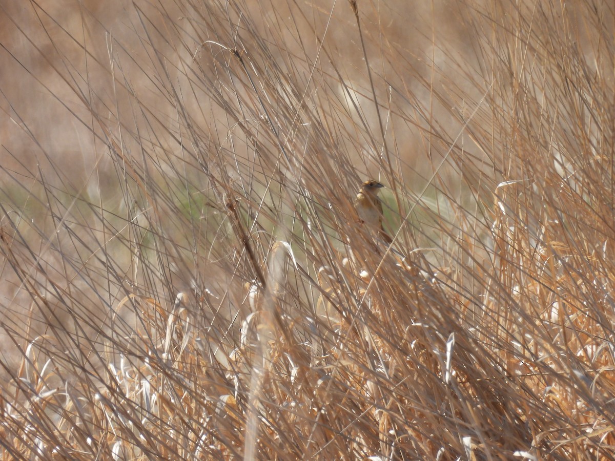 LeConte's Sparrow - ML638279607