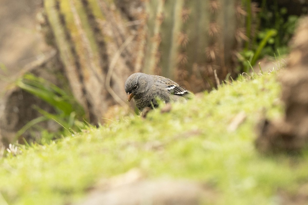 Mourning Sierra Finch - ML638279610