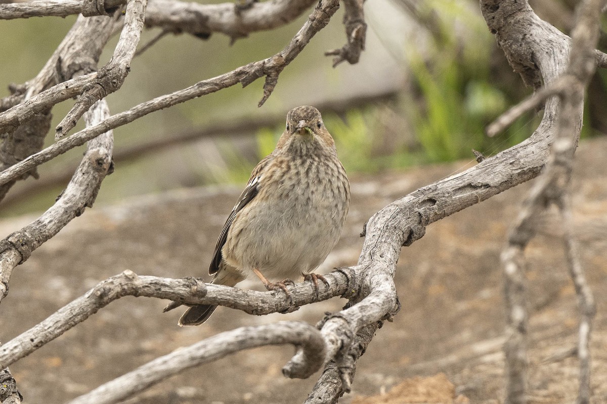 Mourning Sierra Finch - ML638279612