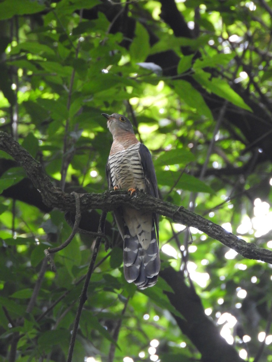 Red-chested Cuckoo - ML638279615
