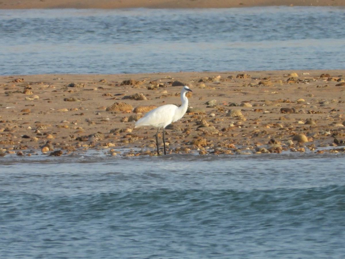 Little Egret - ML638279618
