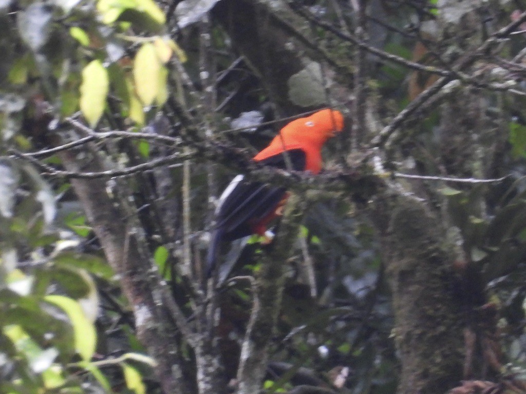 Andean Cock-of-the-rock - ML638279619