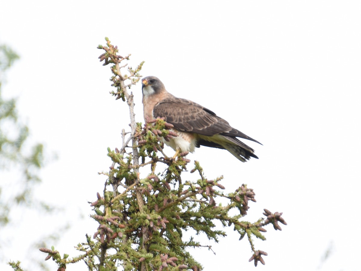 Swainson's Hawk - ML638279638