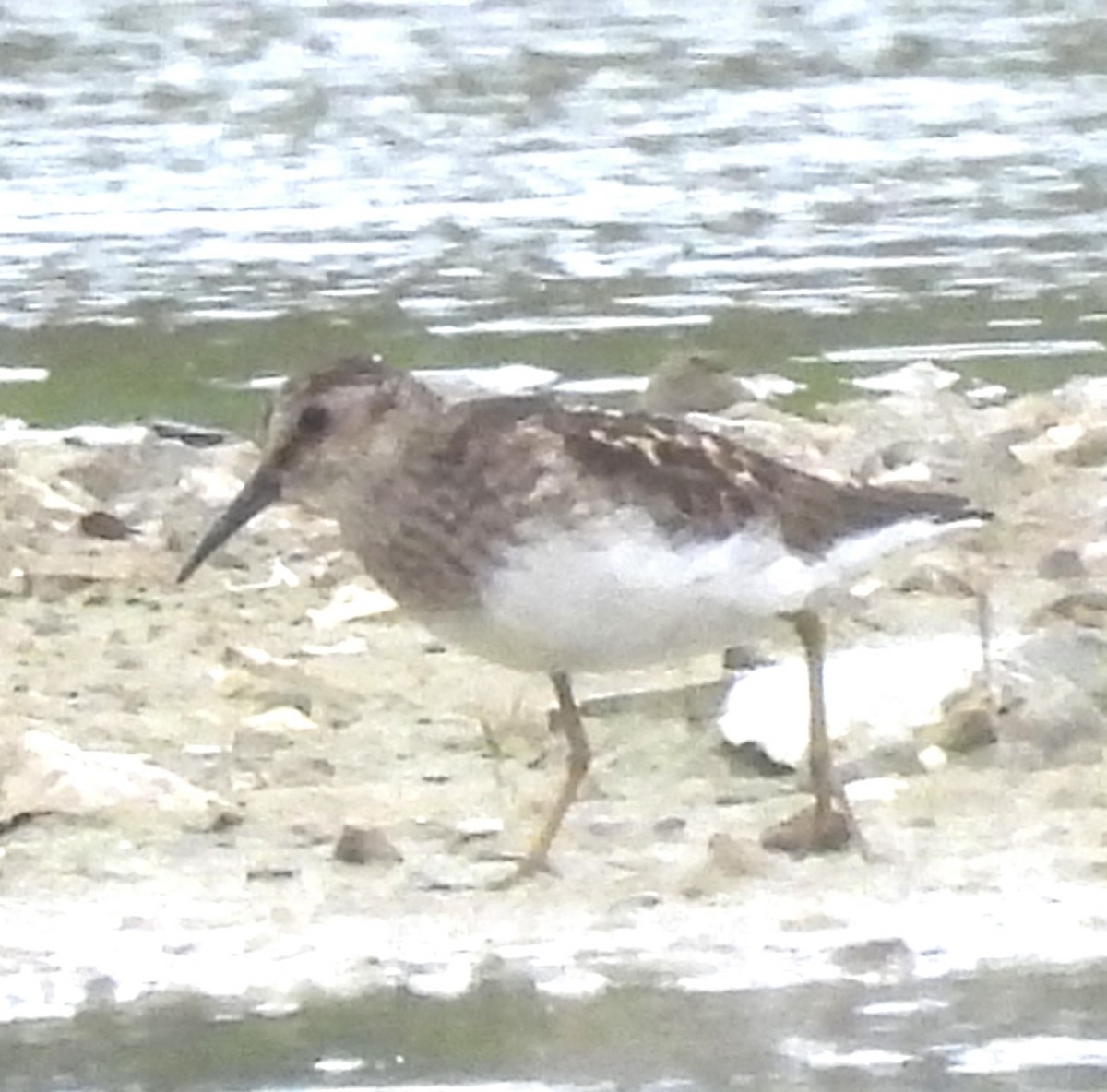 Least Sandpiper - ML638279641