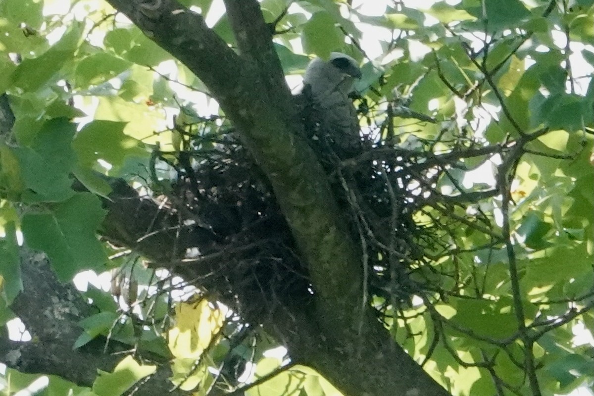 Mississippi Kite - ML638279643