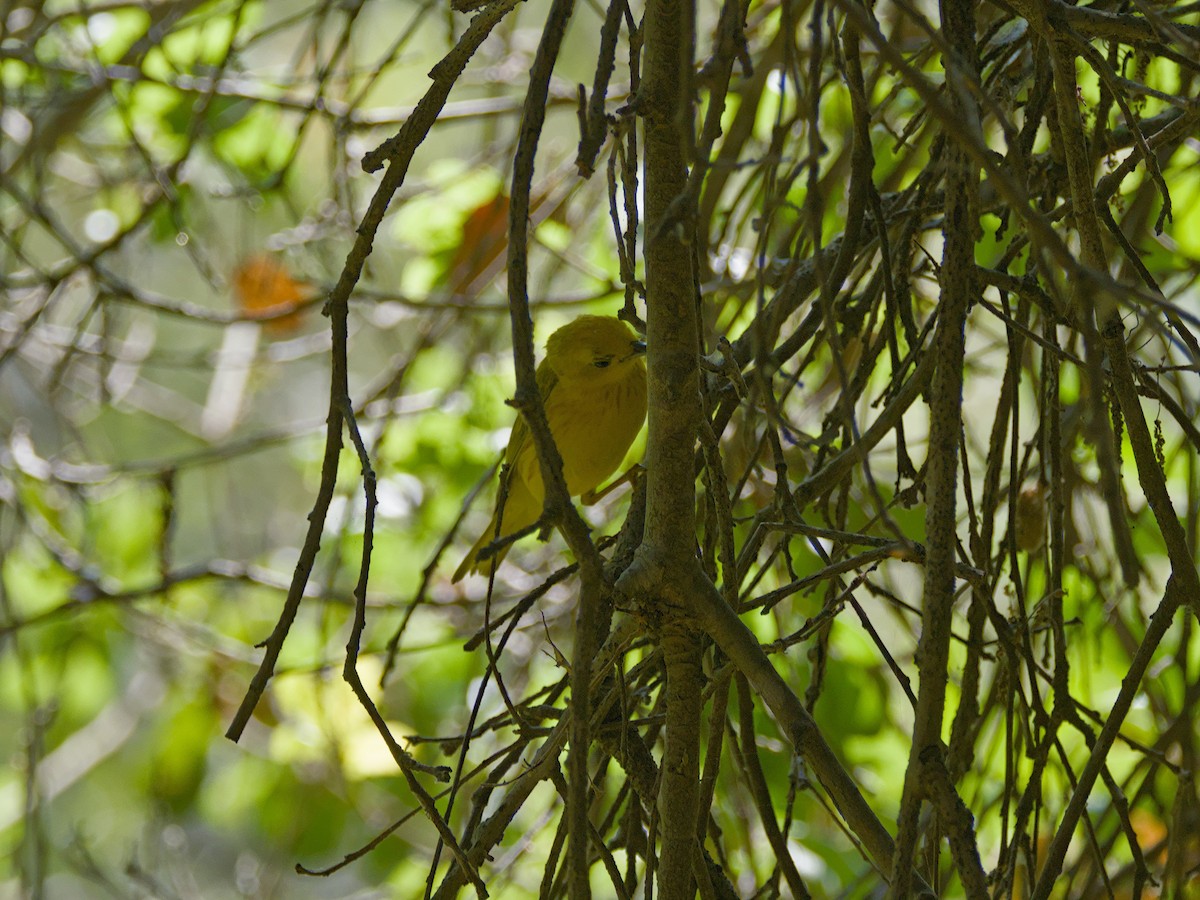Yellow Warbler - ML638279648