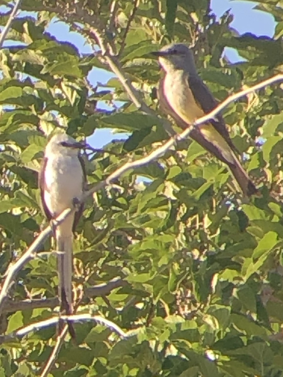 Scissor-tailed Flycatcher - ML638279655