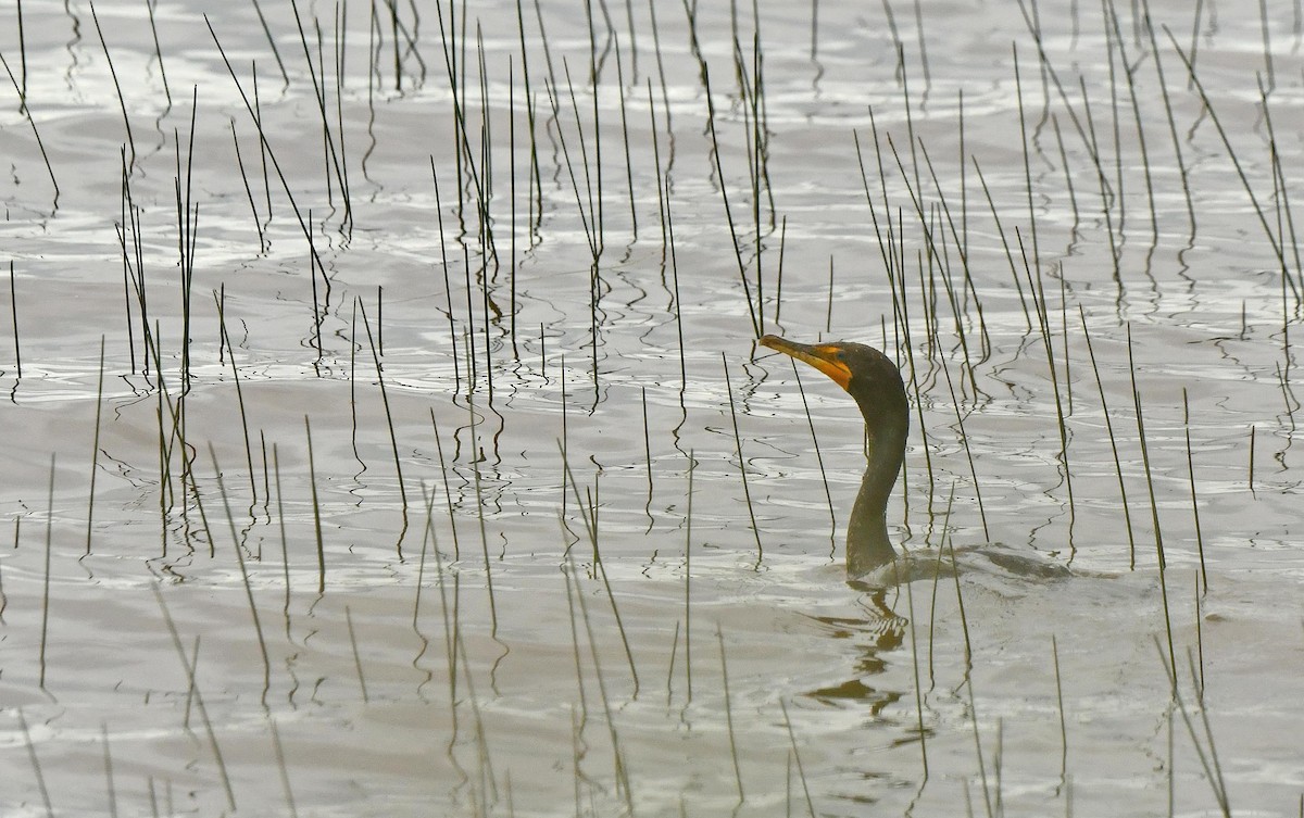 Double-crested Cormorant - ML638279656
