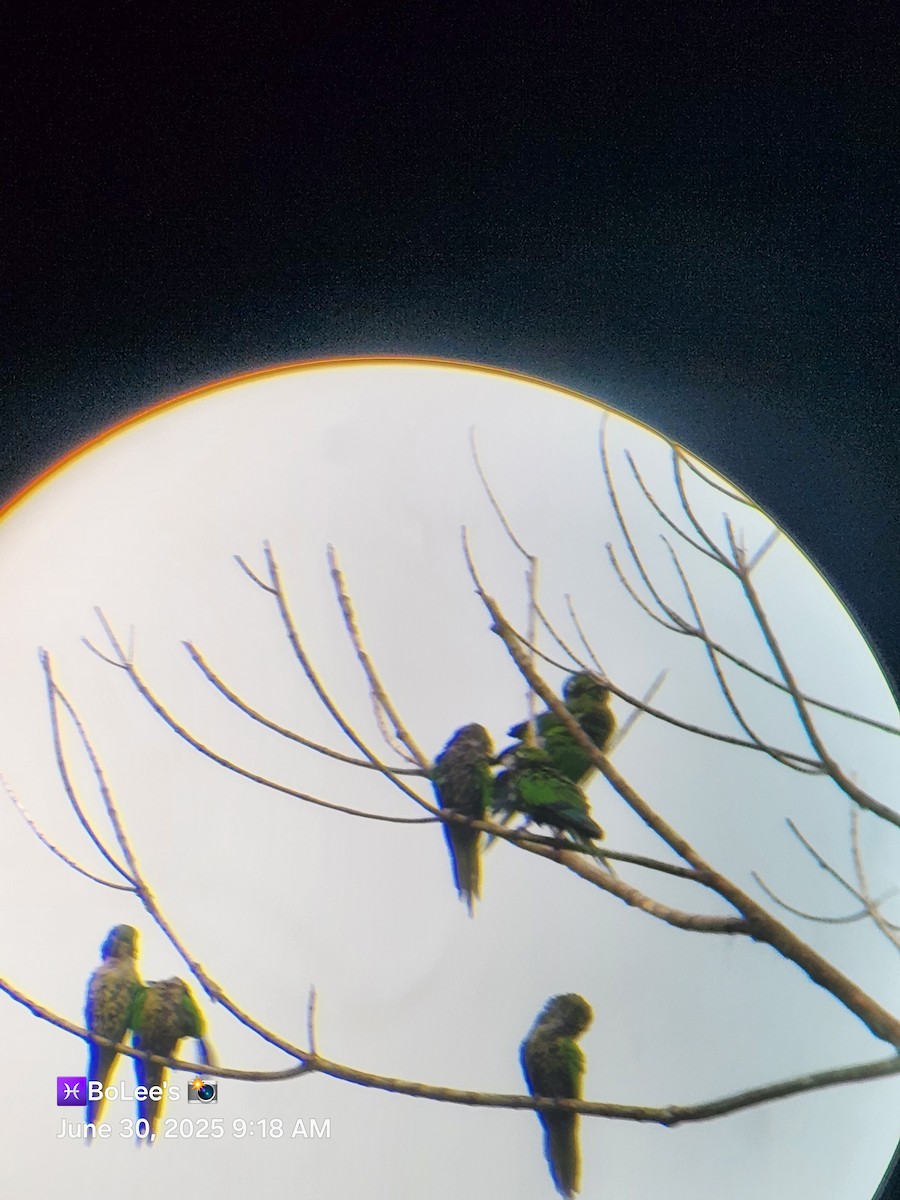 Olive-throated Parakeet - ML638279658