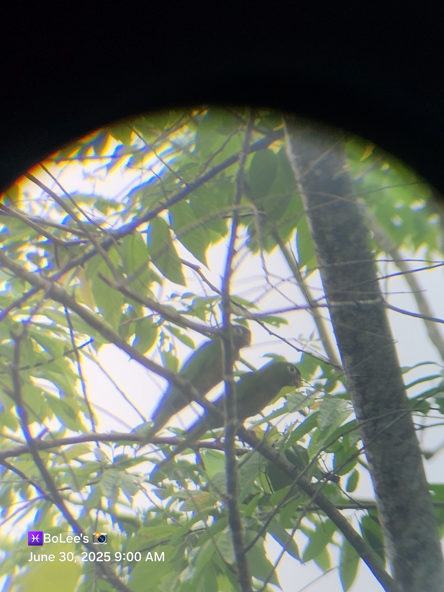 Olive-throated Parakeet - ML638279659