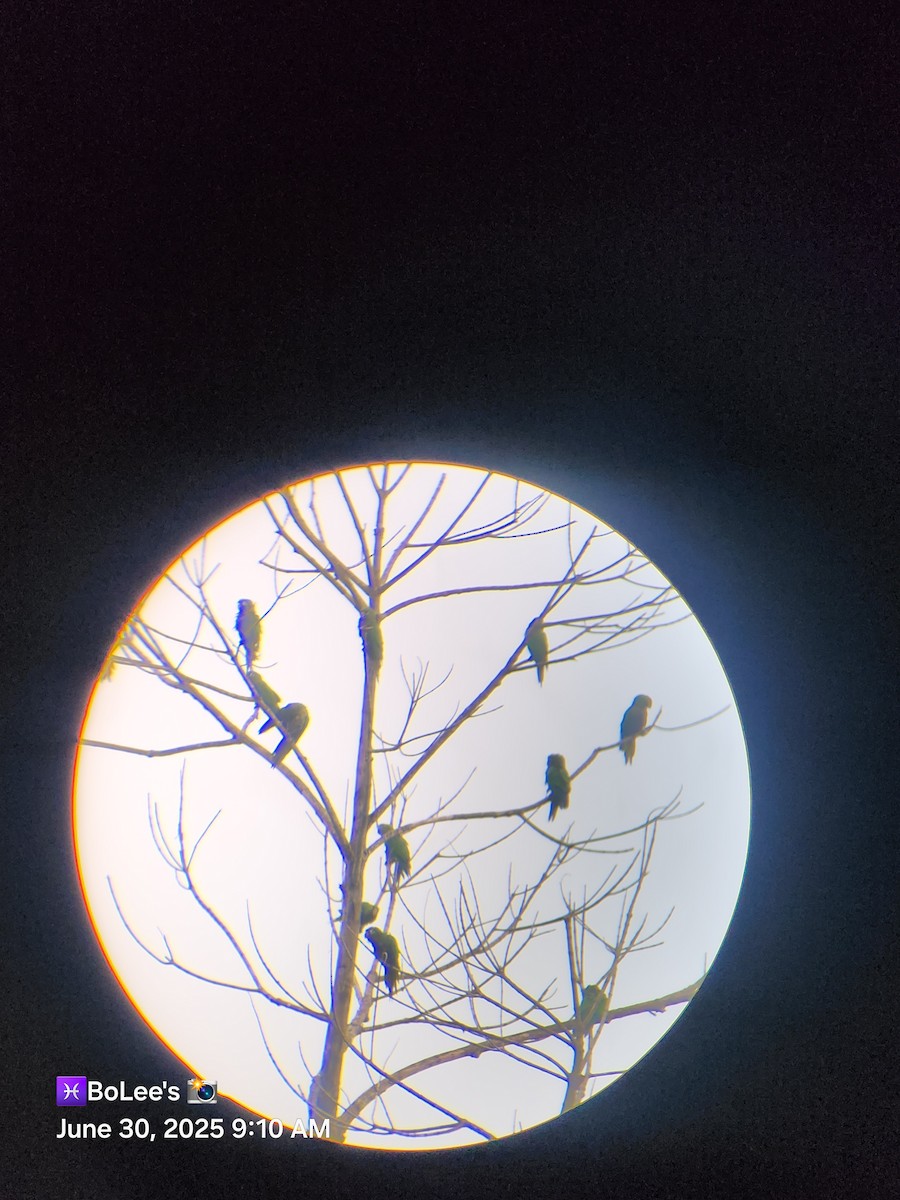 Olive-throated Parakeet - ML638279660