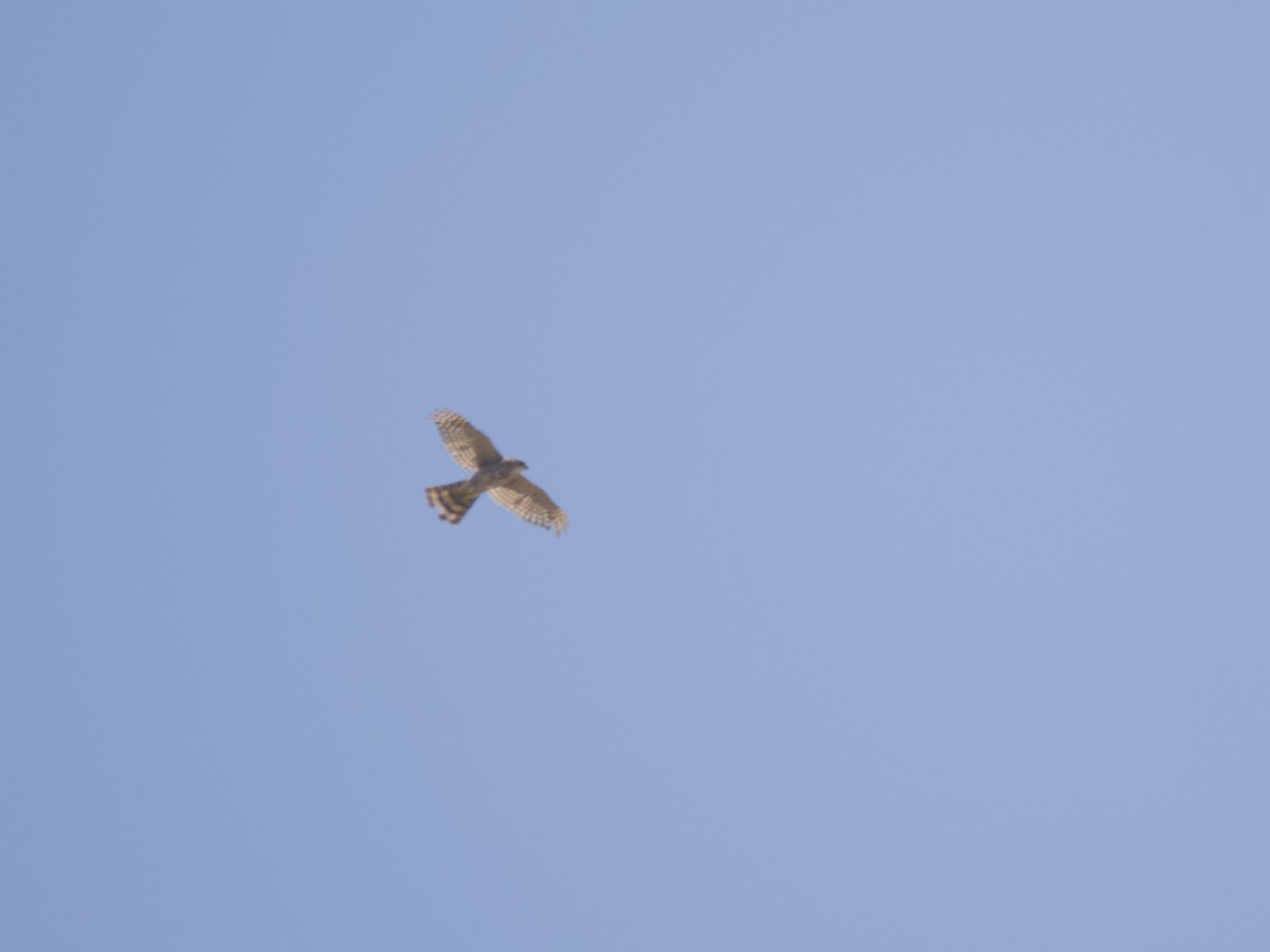 Cooper's Hawk - ML638279663