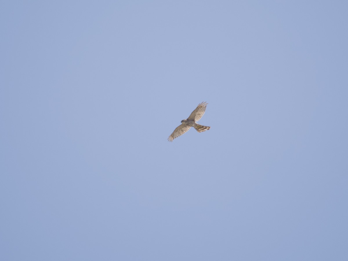 Cooper's Hawk - ML638279665