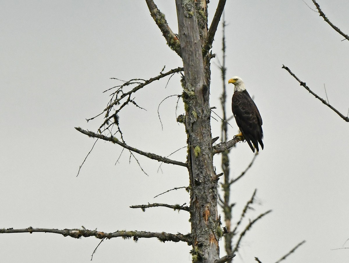 Weißkopf-Seeadler - ML638279672