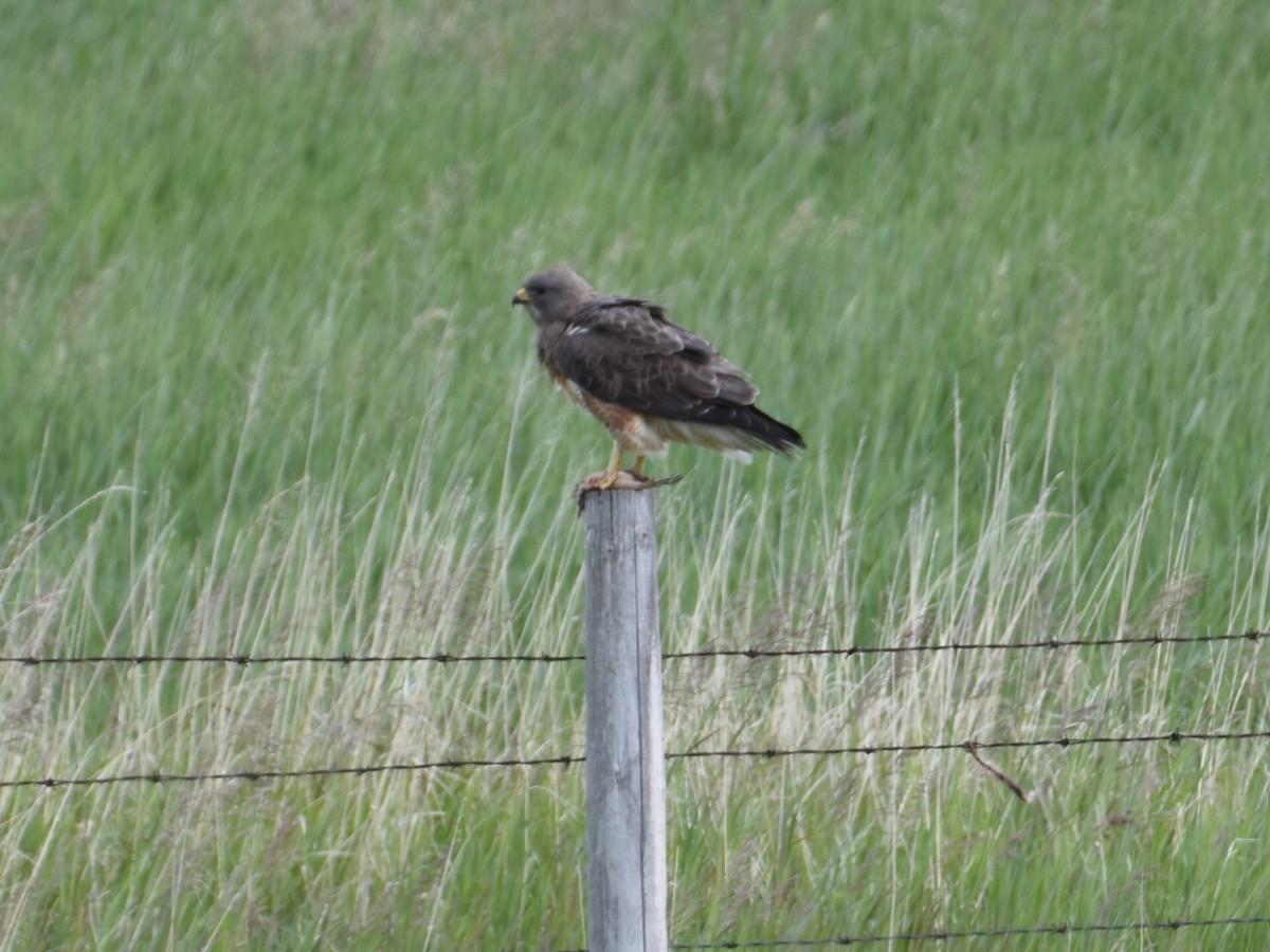 Swainson's Hawk - ML638279690