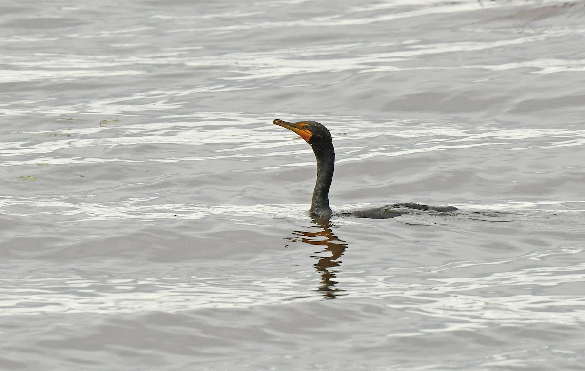 Double-crested Cormorant - ML638279691