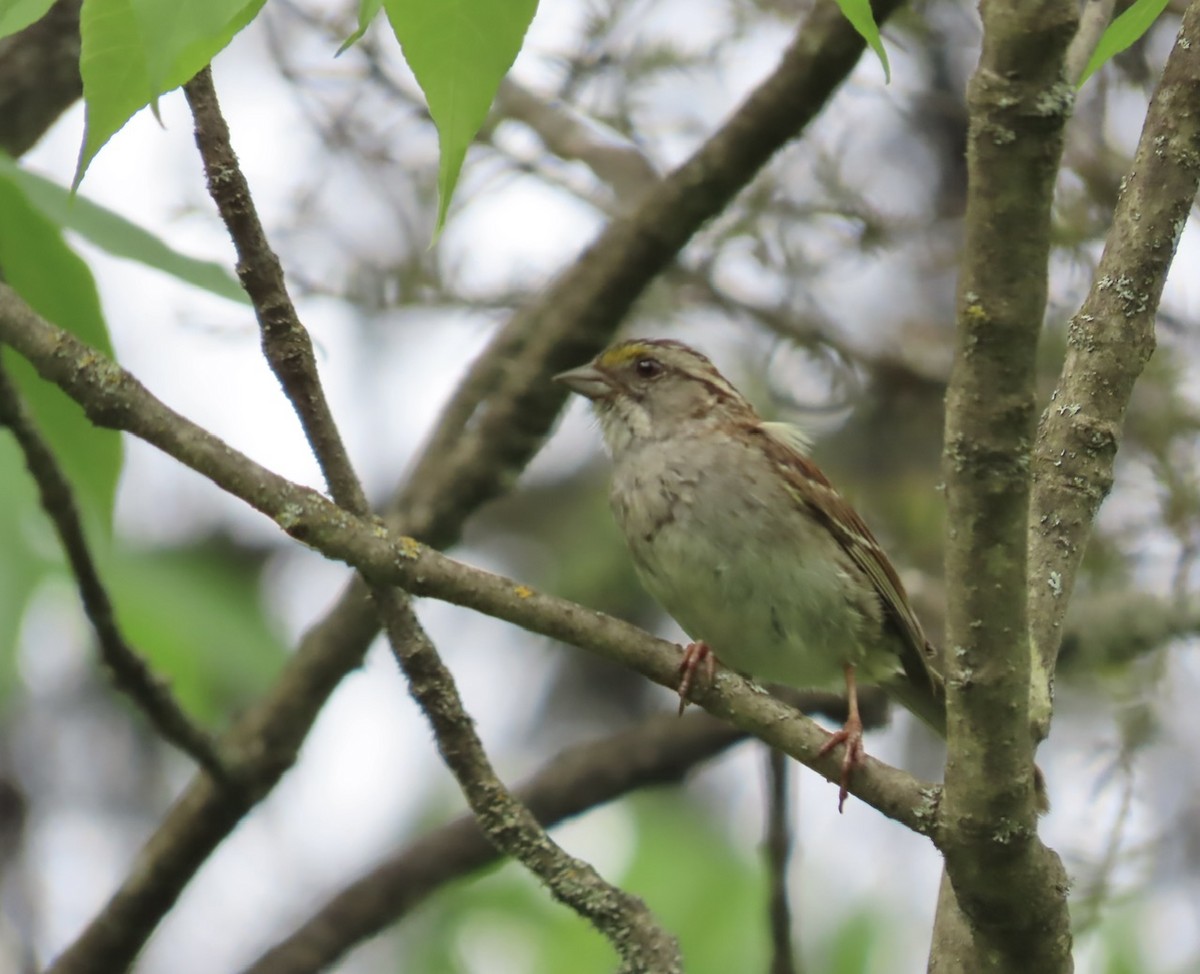 White-throated Sparrow - ML638279698