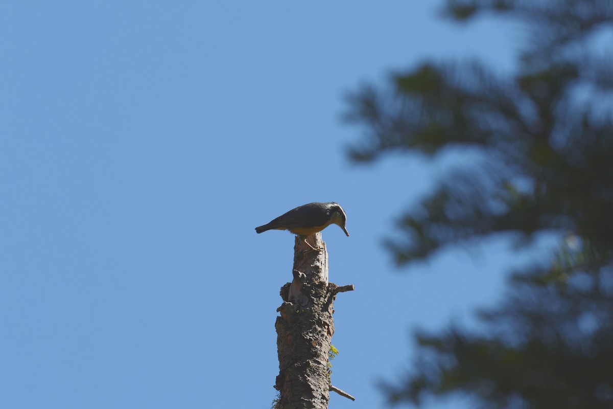 Red-breasted Nuthatch - ML638279707