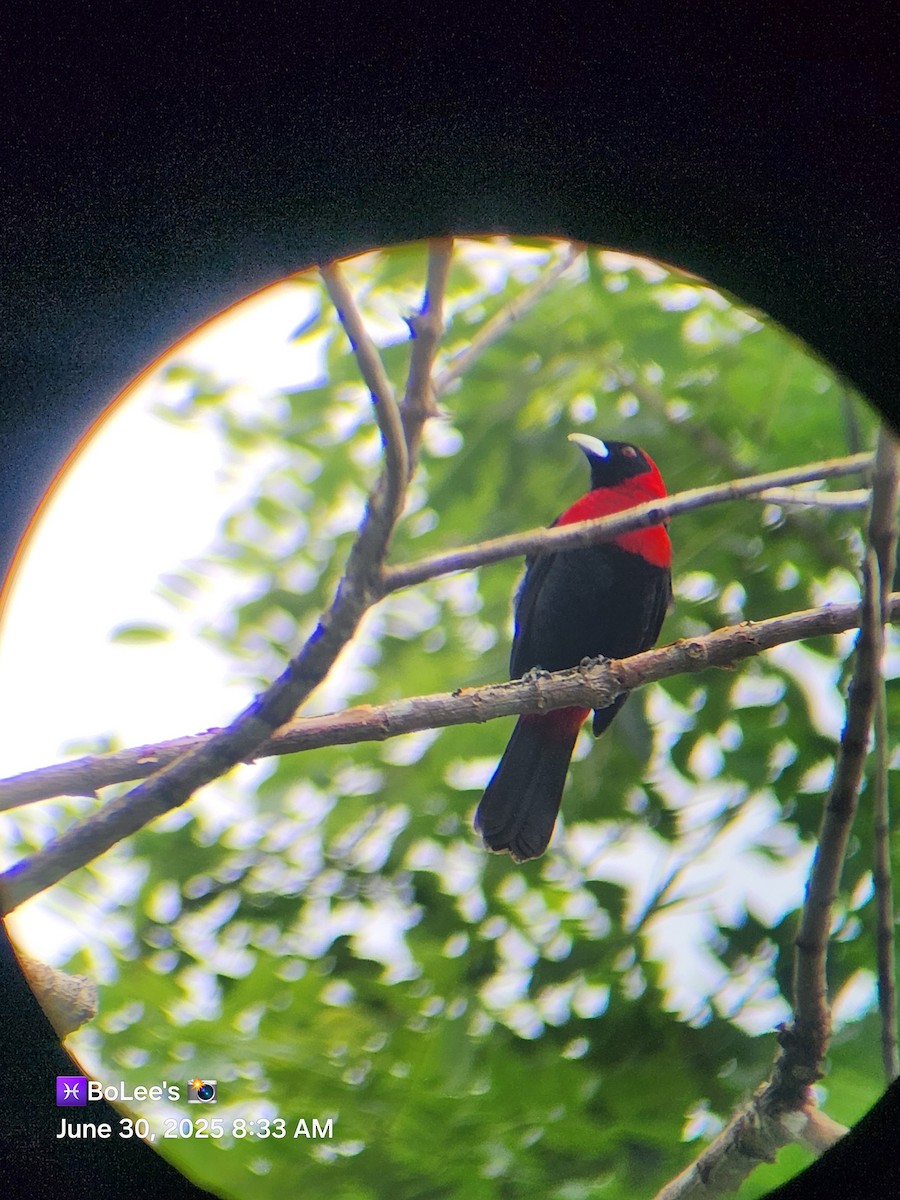 Crimson-collared Tanager - ML638279712