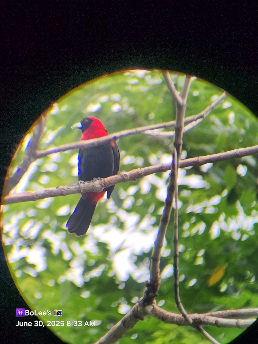 Crimson-collared Tanager - ML638279713
