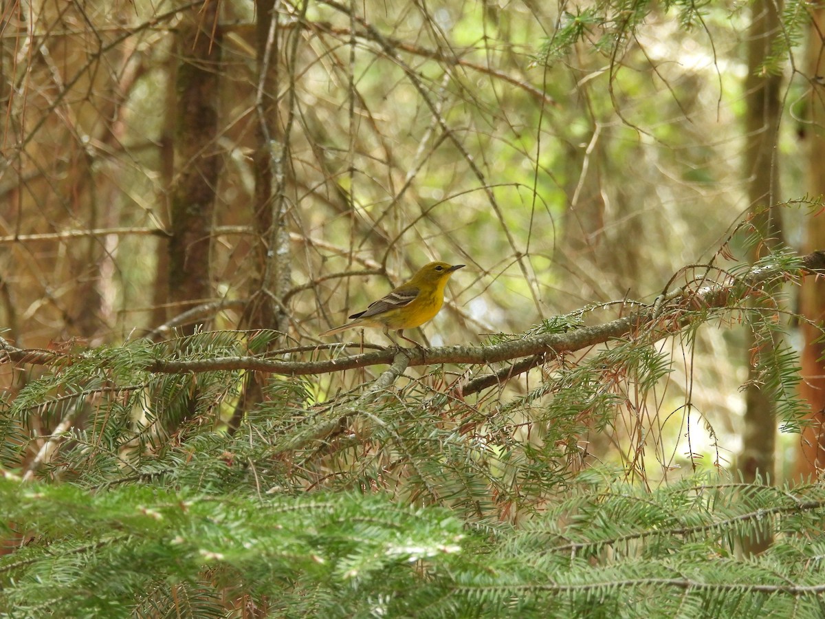 Pine Warbler - ML638279715