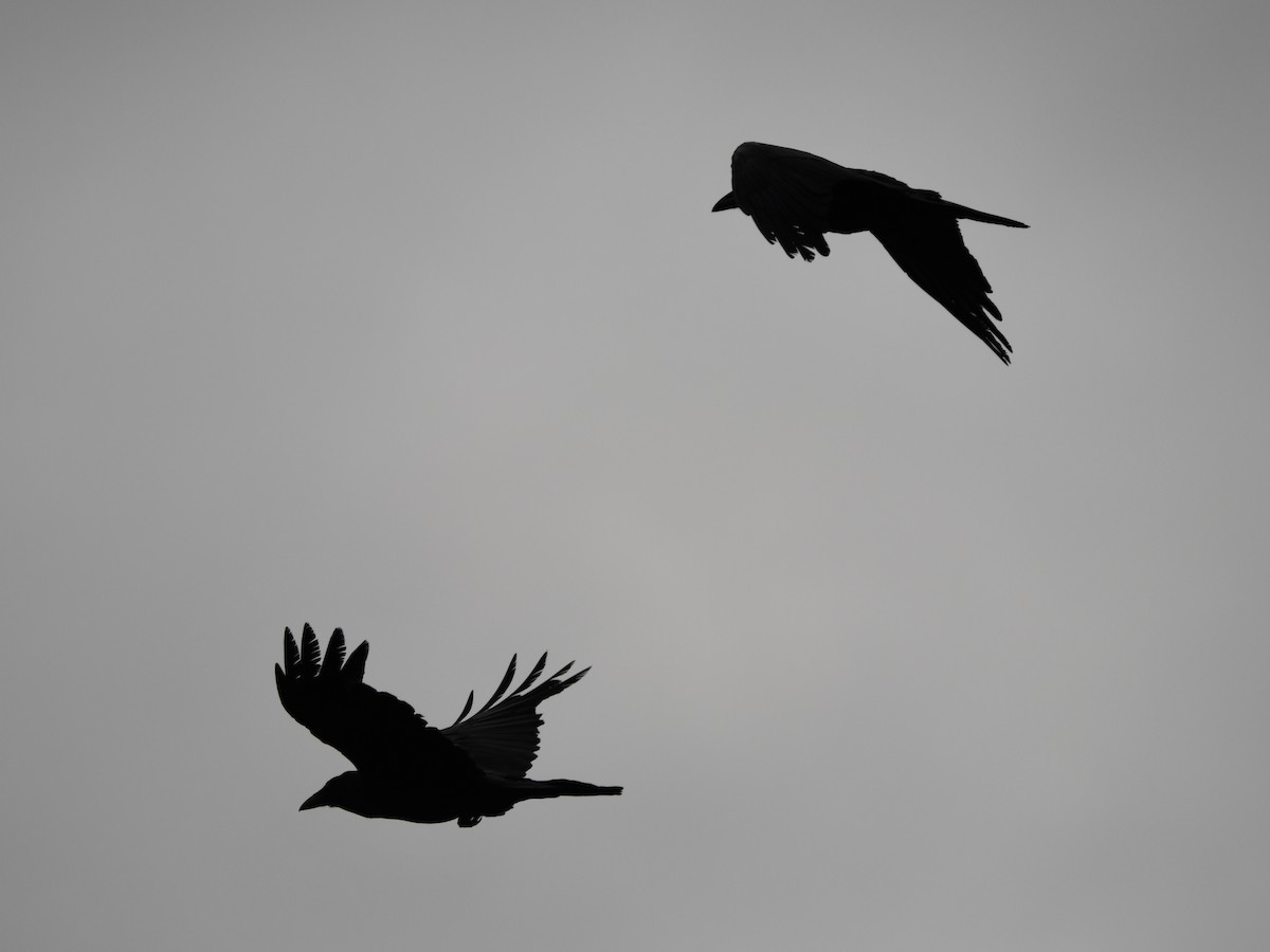 Common Raven - ML638279733