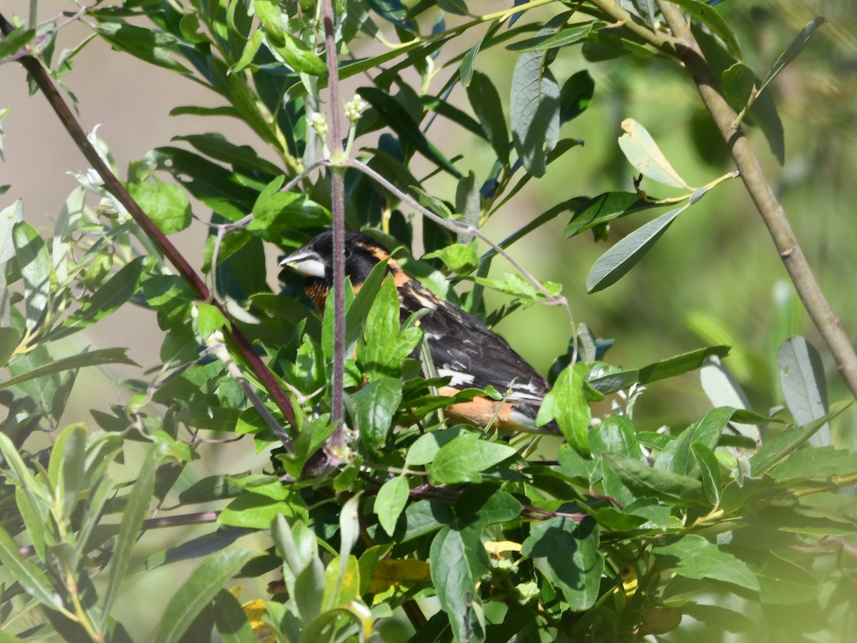 Black-headed Grosbeak - ML638279743