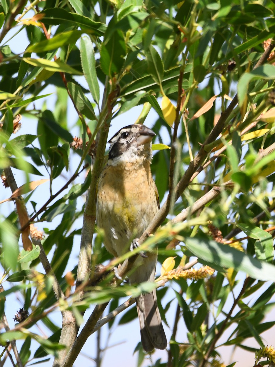 Black-headed Grosbeak - ML638279744