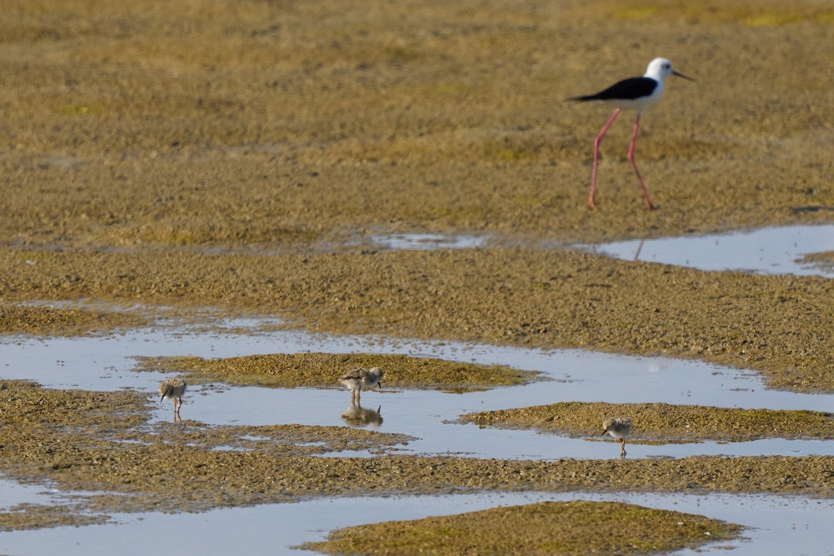 Black-winged Stilt - ML638279751