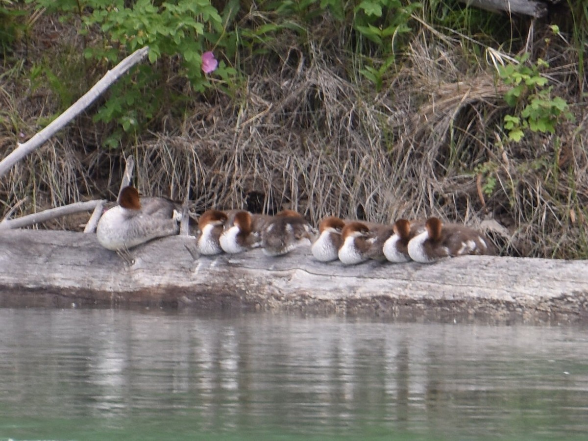 Common Merganser - ML638279754