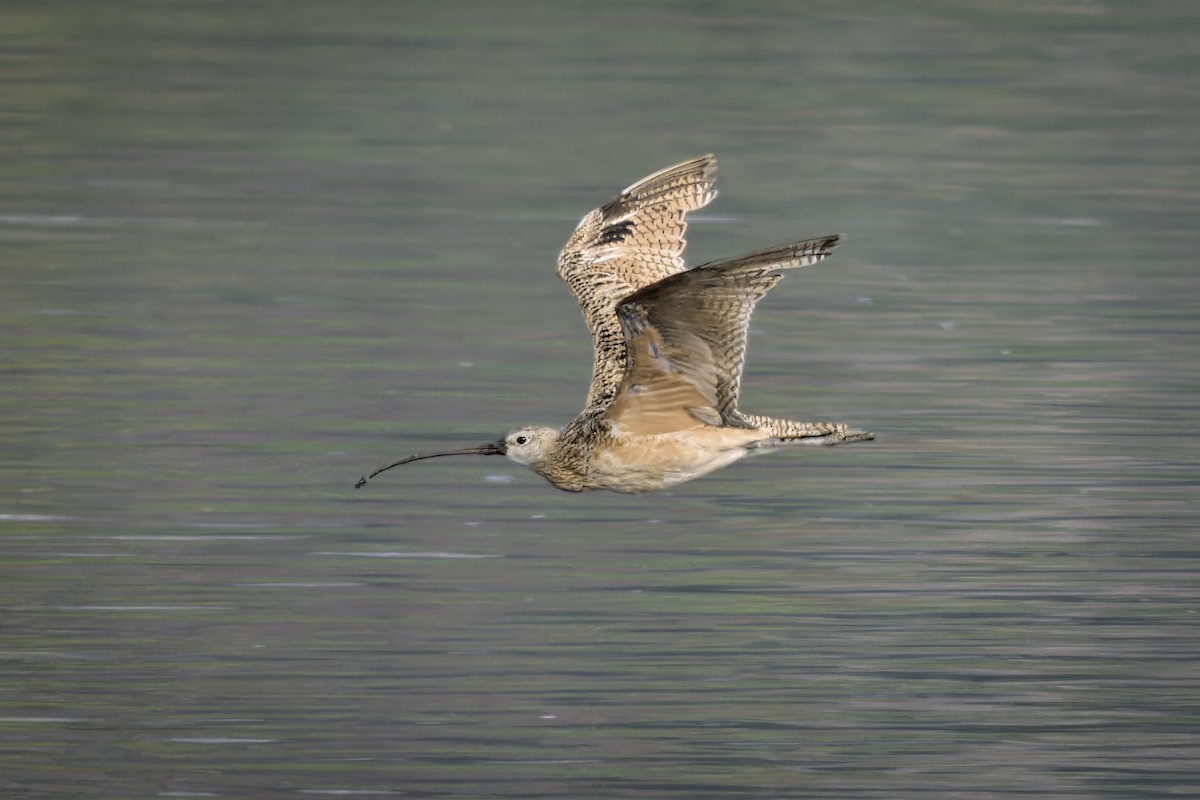Long-billed Curlew - ML638279775