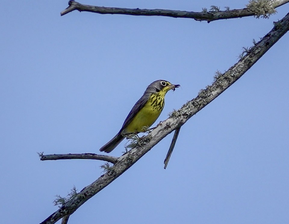 Canada Warbler - ML638279795