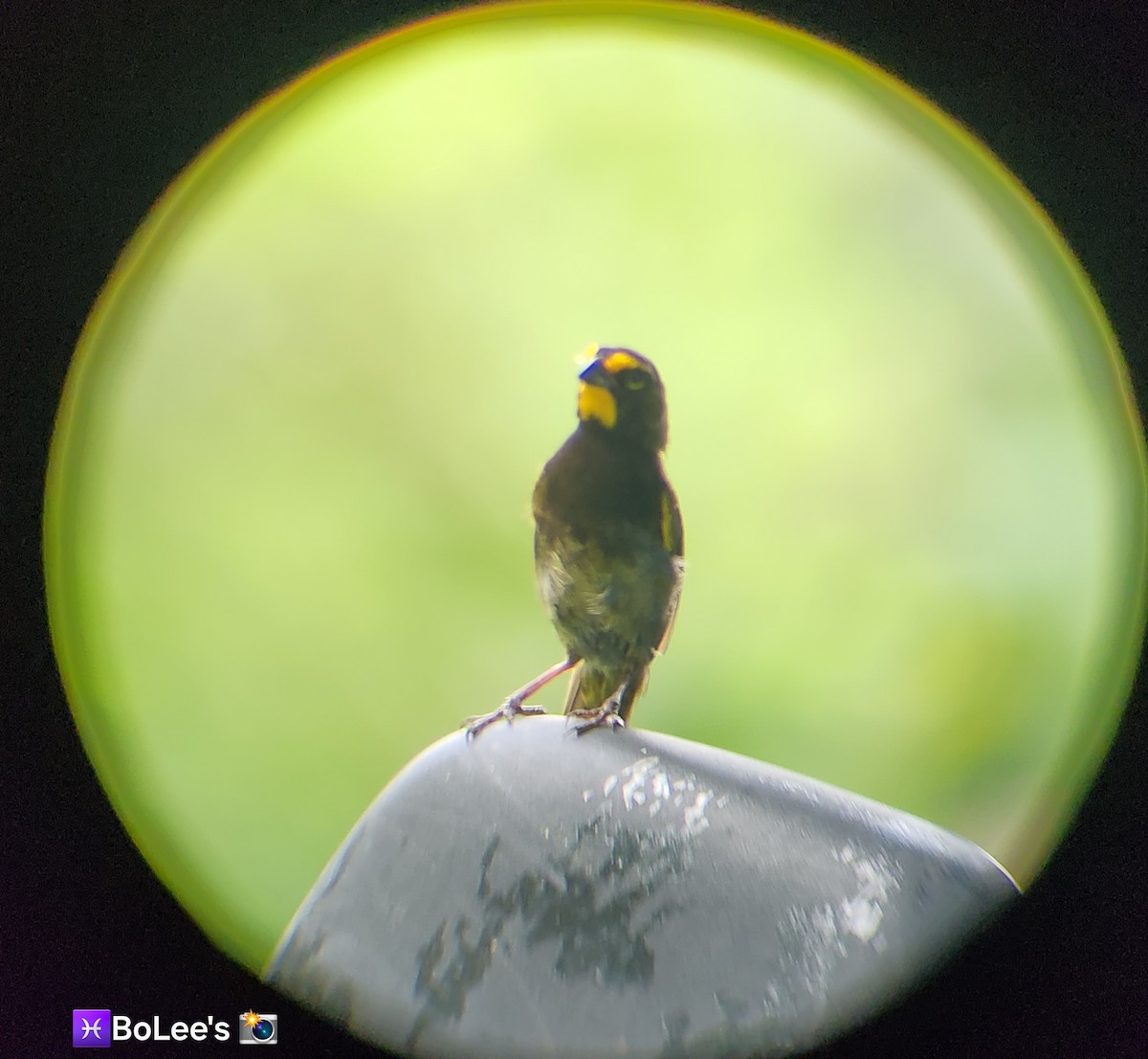 Yellow-faced Grassquit - ML638279809