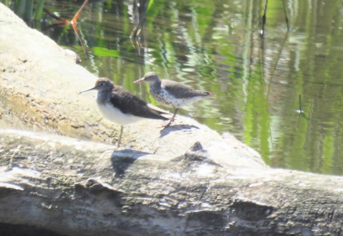 Solitary Sandpiper - ML638279820