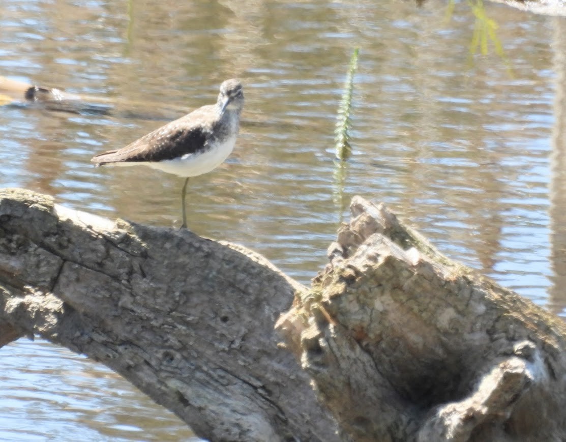 Solitary Sandpiper - ML638279821