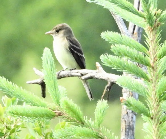 Least Flycatcher - ML638279832