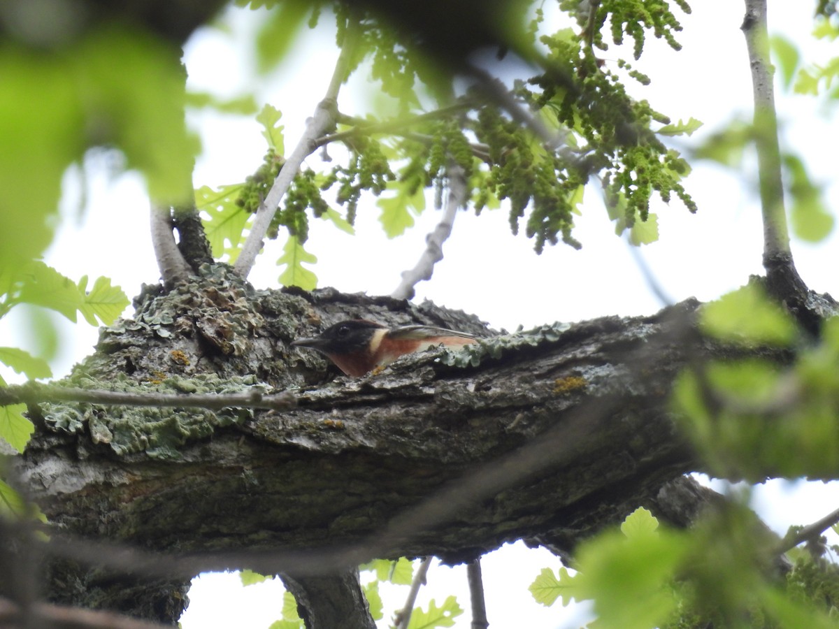 Bay-breasted Warbler - ML638279834