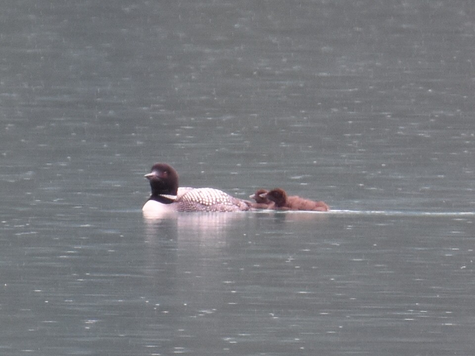 Common Loon - ML638279849