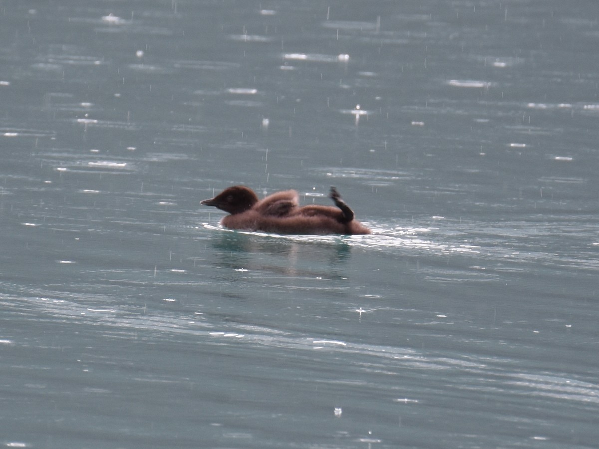 Common Loon - ML638279852