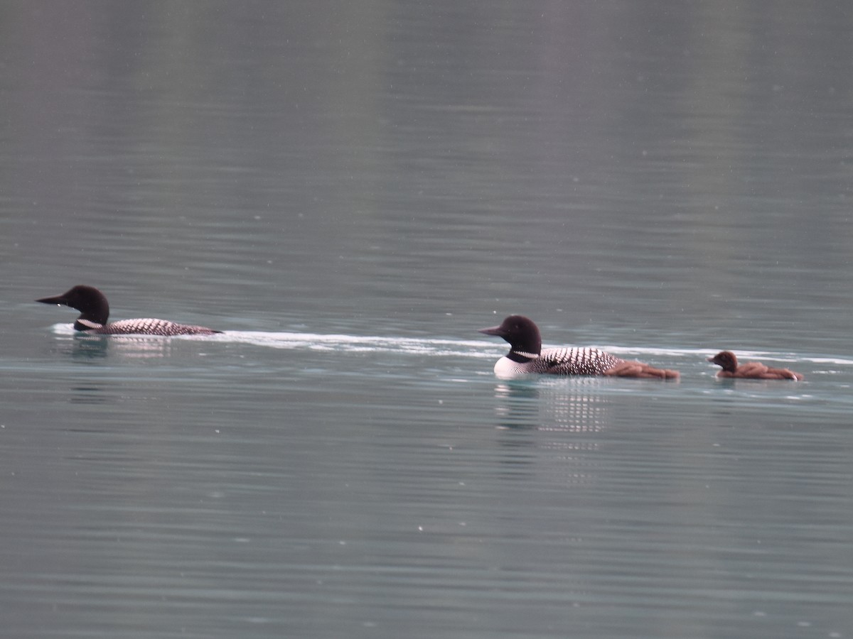Common Loon - ML638279853