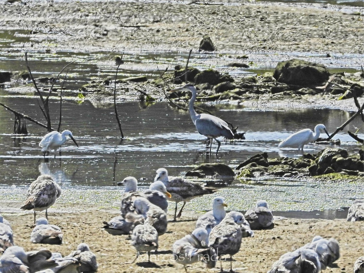 Little Egret - ML638279863