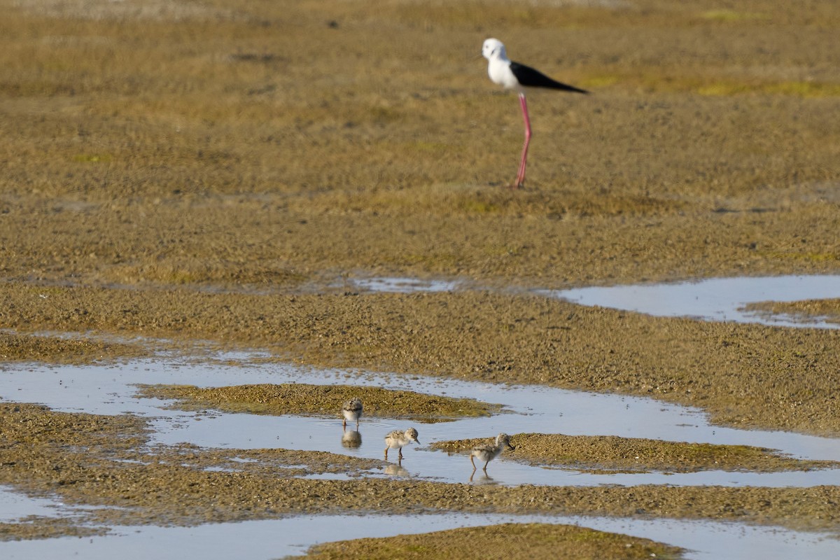 Black-winged Stilt - ML638279876
