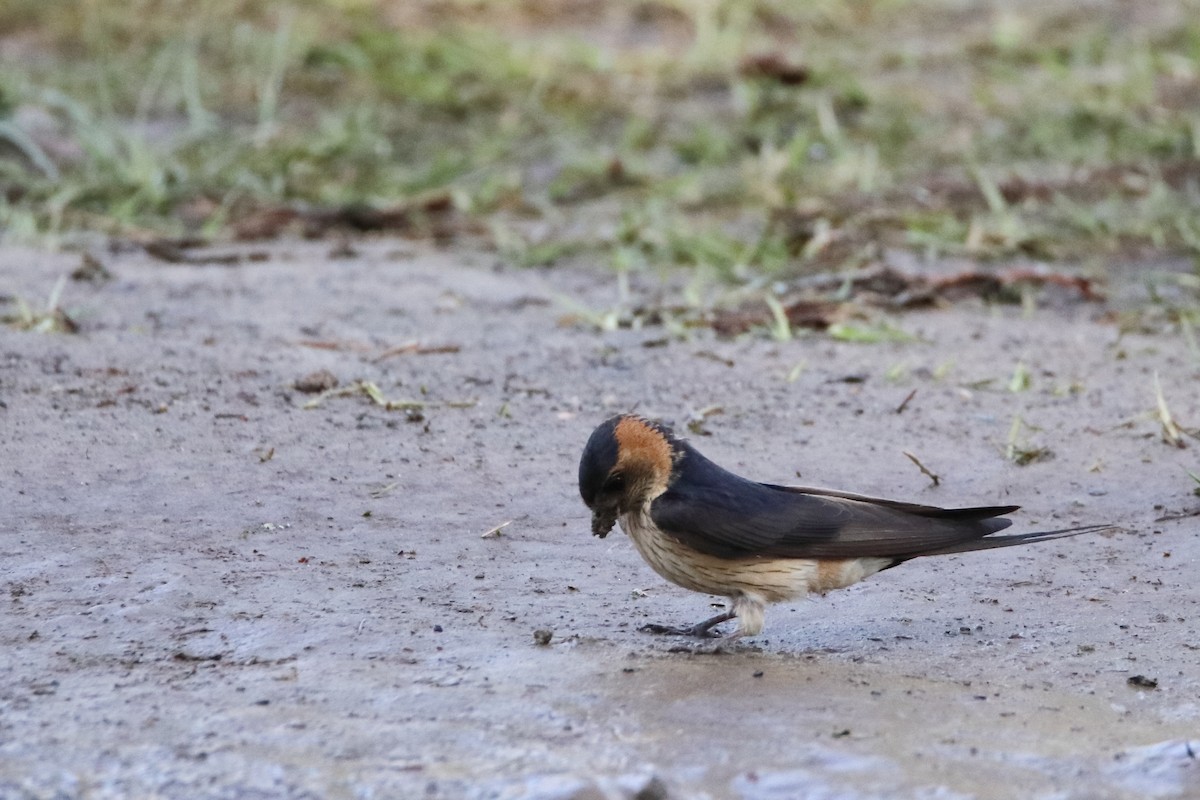 コシアカツバメ - ML638279877