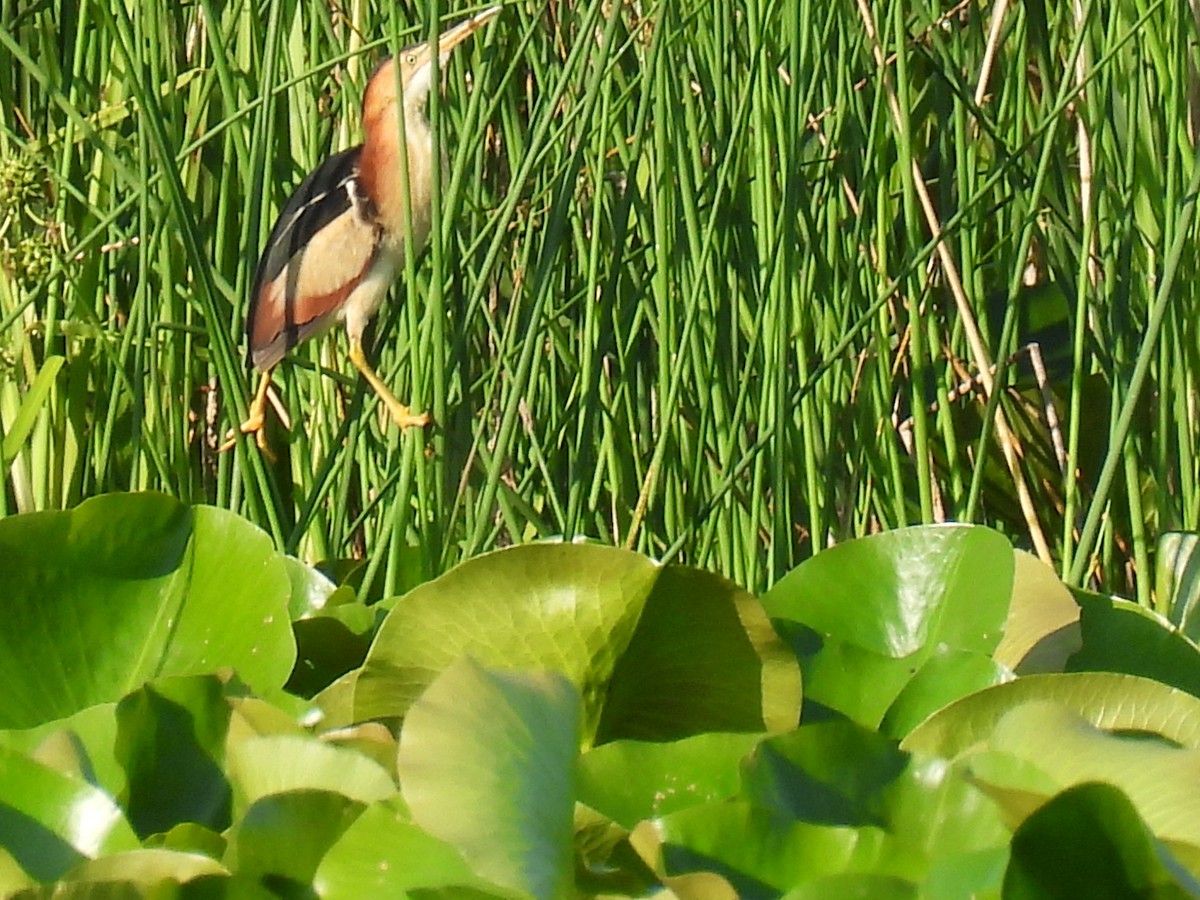 Least Bittern - ML638279889