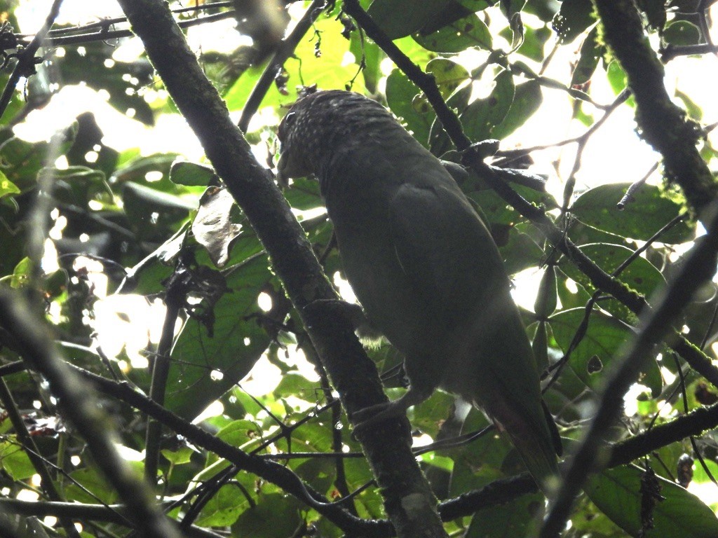 Pione pailletée - ML638279897