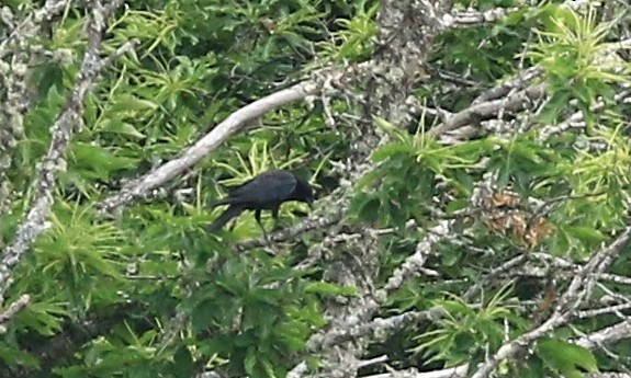 Carrion Crow - ML638279901