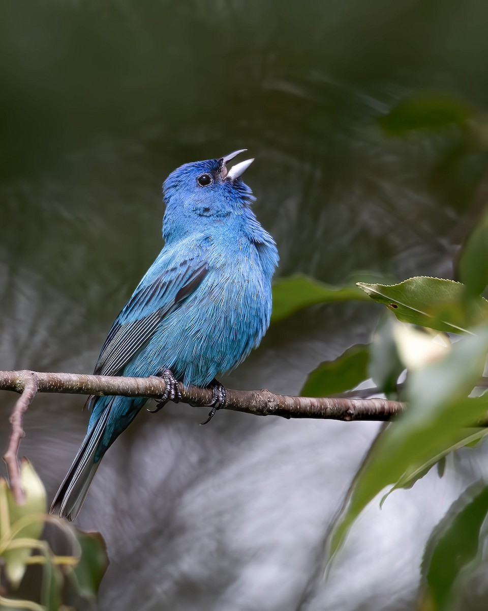 Indigo Bunting - ML638279902