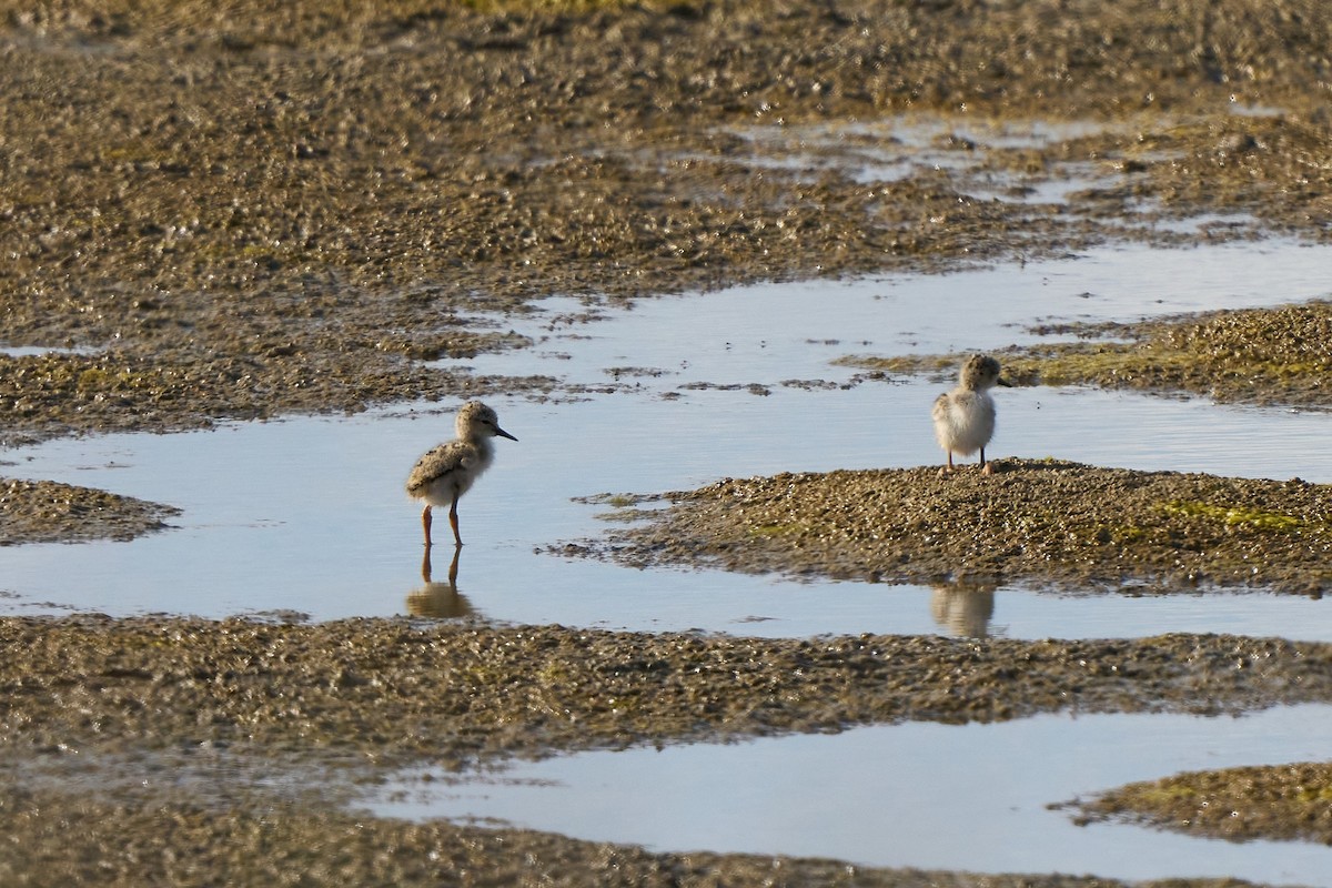 Black-winged Stilt - ML638279907