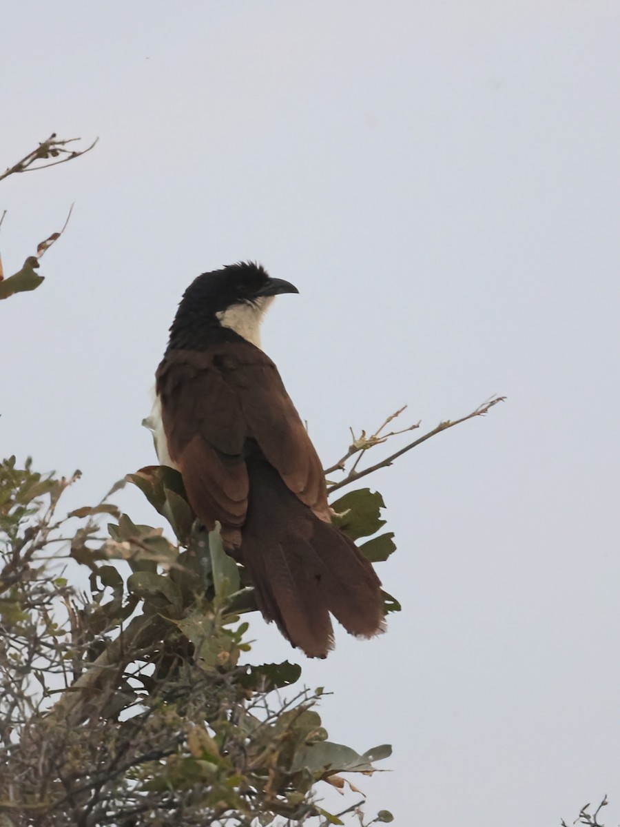 Senegal Kukalı - ML638279909
