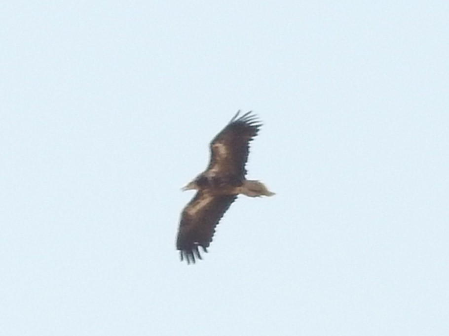 Egyptian Vulture - ML638279924